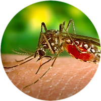 Mosquito bite